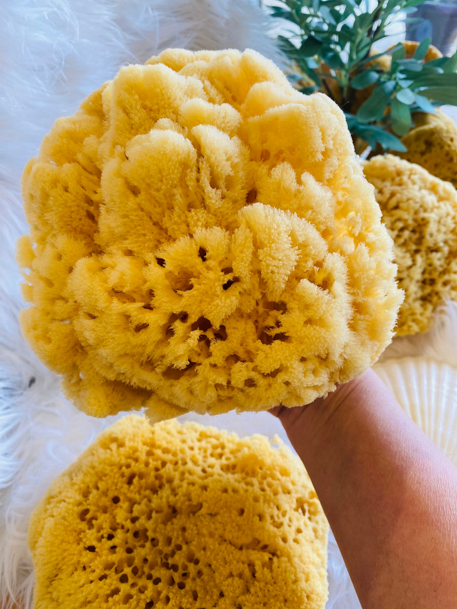 Natural Sea Sponges, Luxury