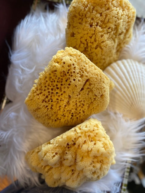 Yellow Sea Sponges for Bathing HUGE 7 to 8 inches in diameter
