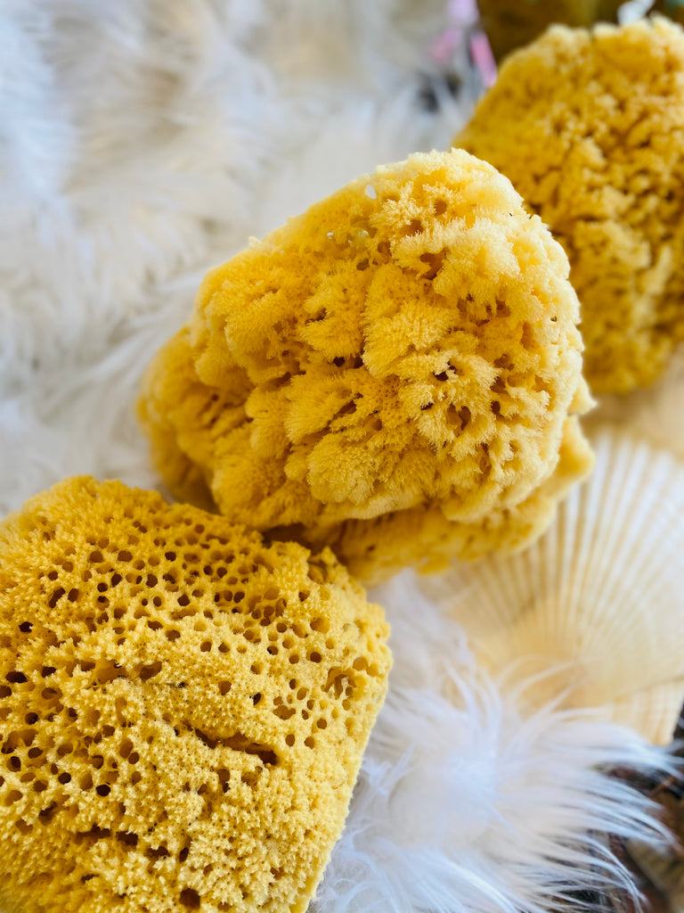 Big Squeeze Body Sponge, Natural Sponges